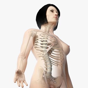 3D skin asian female skeleton model