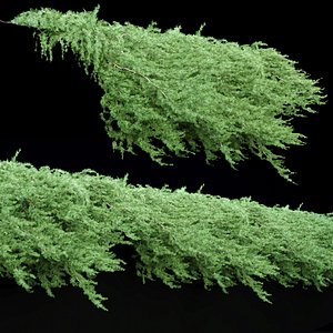 3D Creeper juniper vol 254-3dsmax-Blender
