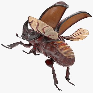 rhinoceros beetle oryctes nasicornis 3D model