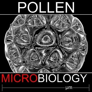 Pollen Spore(1)