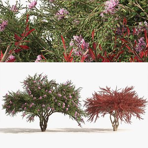 Lagerstroemia indica Trees 3D model