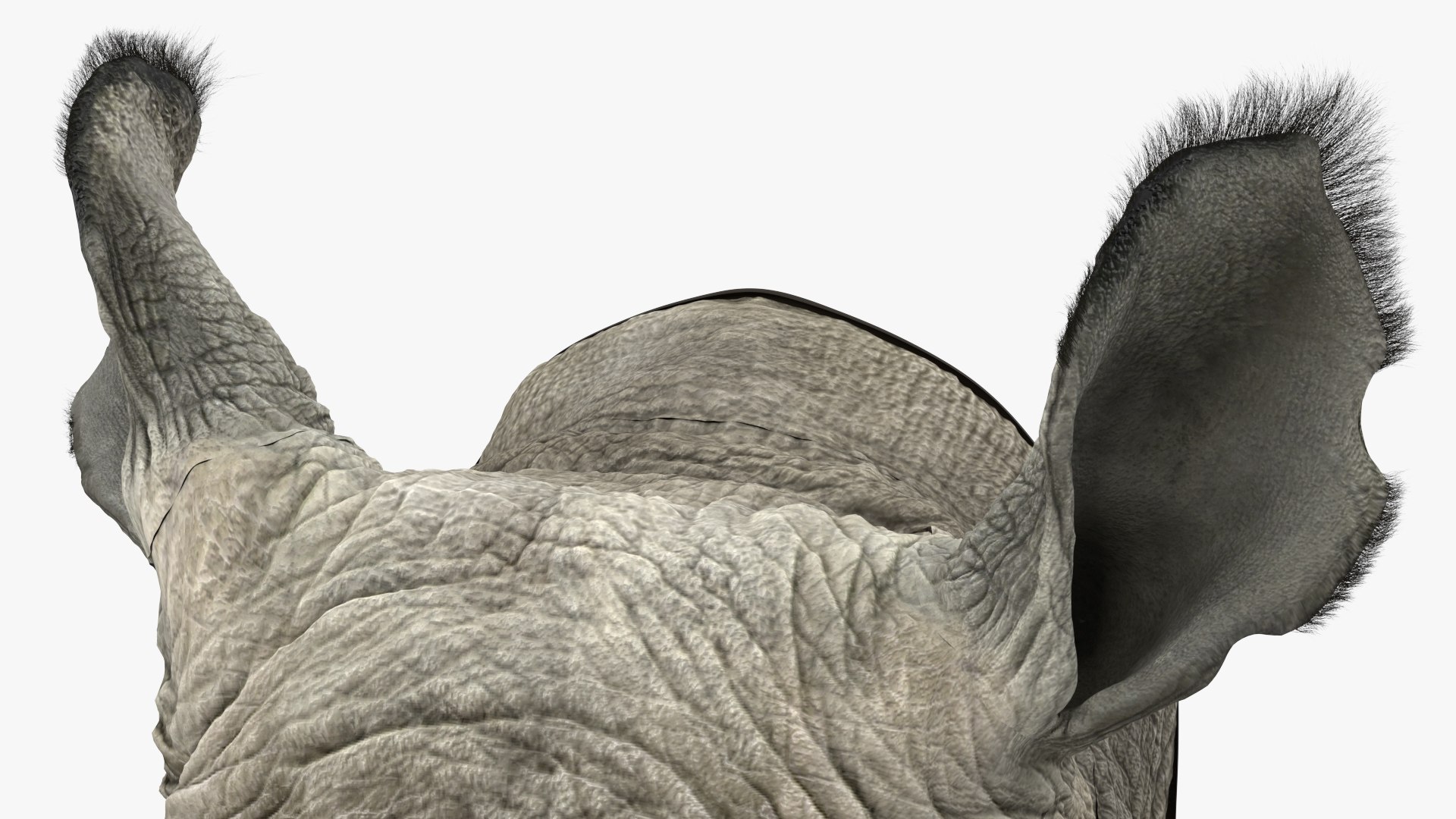 adult rhino head fur 3D model https://p.turbosquid.com/ts-thumb/KH/LXPIBp/J4Xirsw2/adultrhinoheadfurmb3dmodel012/jpg/1609941831/1920x1080/fit_q87/9bf6485af699bbab2c92742640ae4f7f5f84b046/adultrhinoheadfurmb3dmodel012.jpg