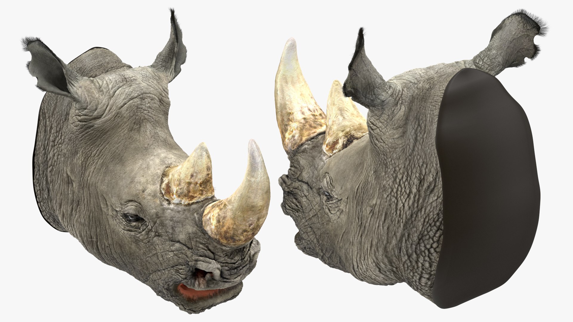 adult rhino head fur 3D model https://p.turbosquid.com/ts-thumb/KH/LXPIBp/KvzEAvDe/adultrhinoheadfurmb3dmodel003/jpg/1609941797/1920x1080/fit_q87/66d30e08e060eafbe86be0c98e6931319d1a0bb0/adultrhinoheadfurmb3dmodel003.jpg
