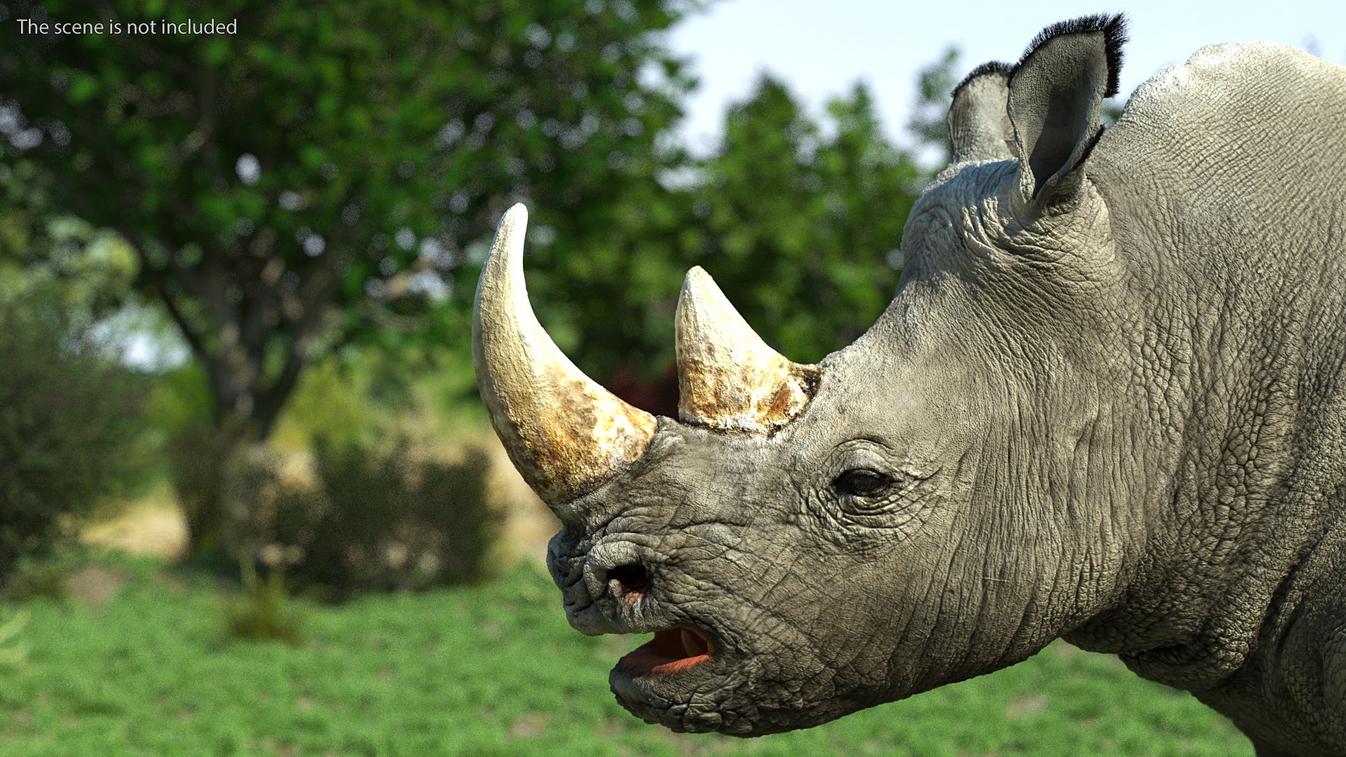 adult rhino head fur 3D model https://p.turbosquid.com/ts-thumb/KH/LXPIBp/LDdmXQku/adultrhinoheadfurmb3dmodel002/jpg/1609941793/1920x1080/fit_q87/6699f44aa067bd40e31d3ae13ca4cddc3c119103/adultrhinoheadfurmb3dmodel002.jpg