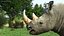 Adult Rhino Head Fur