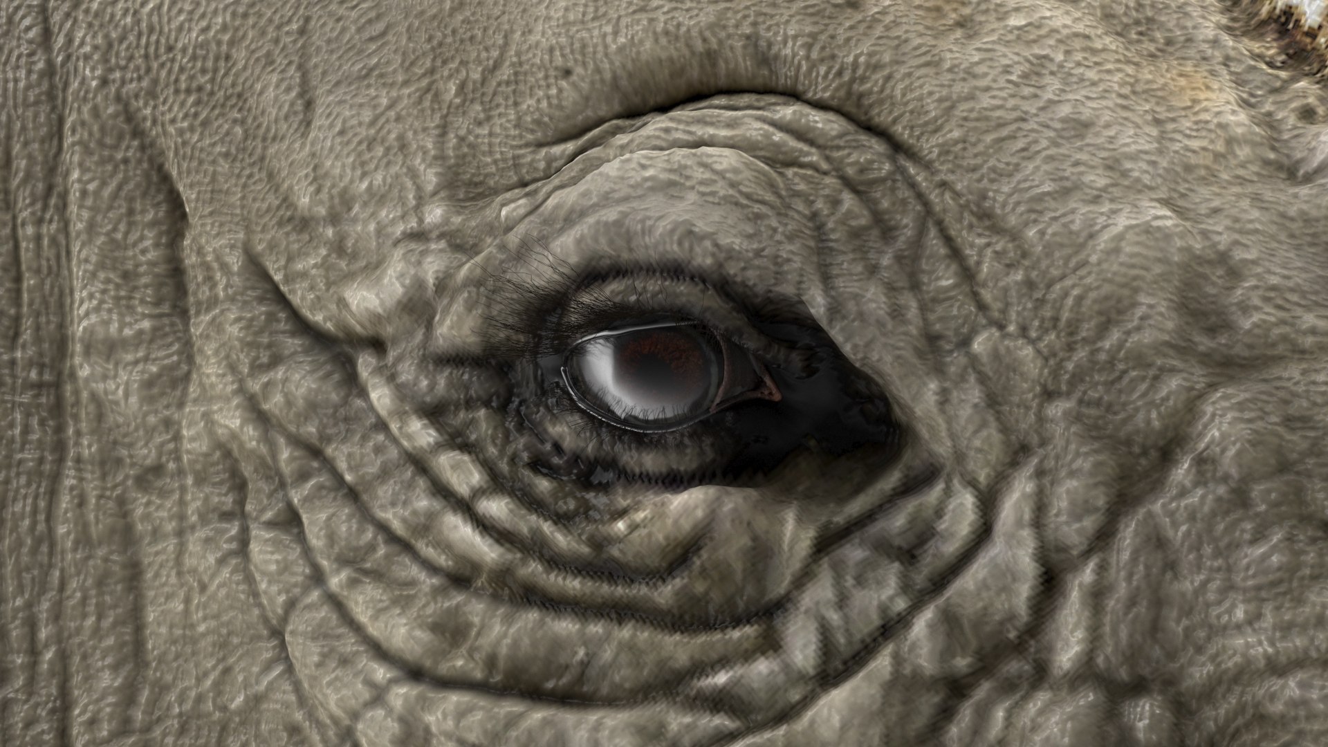 adult rhino head fur 3D model https://p.turbosquid.com/ts-thumb/KH/LXPIBp/Na3GJBvv/adultrhinoheadfurmb3dmodel010/jpg/1609941824/1920x1080/fit_q87/57c93df9950bfd1b975751be90d1e0cb2b9d9353/adultrhinoheadfurmb3dmodel010.jpg