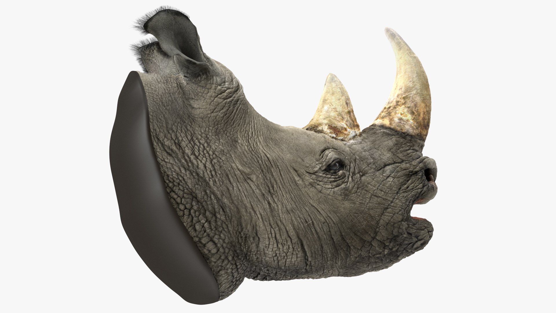 adult rhino head fur 3D model https://p.turbosquid.com/ts-thumb/KH/LXPIBp/bMshY1pu/adultrhinoheadfurmb3dmodel005/jpg/1609941804/1920x1080/fit_q87/800bbf9664e0fc29edd2b3442ee558396b0f223c/adultrhinoheadfurmb3dmodel005.jpg