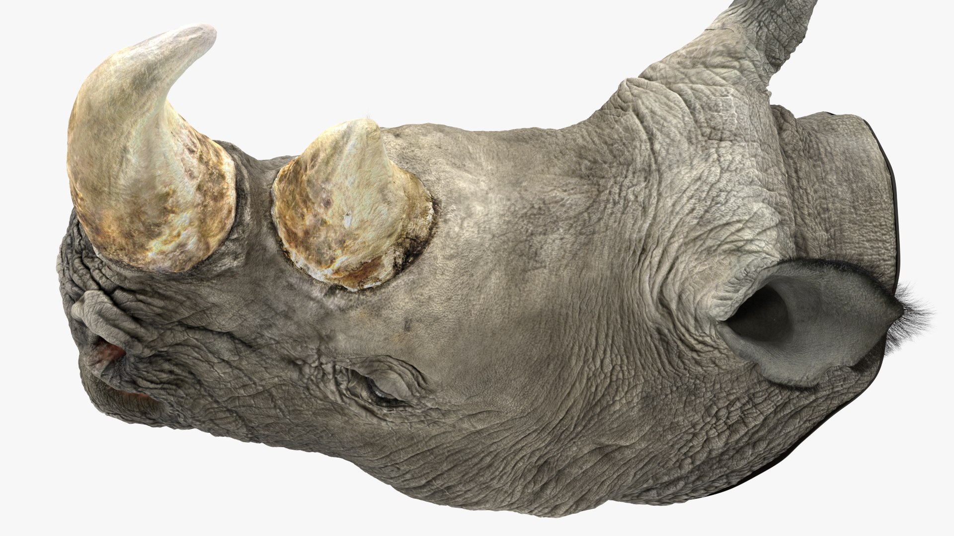 adult rhino head fur 3D model https://p.turbosquid.com/ts-thumb/KH/LXPIBp/bmduHPiJ/adultrhinoheadfurmb3dmodel008/jpg/1609941816/1920x1080/fit_q87/afd413198386ec00b7c1138eb2a26b010b8eef88/adultrhinoheadfurmb3dmodel008.jpg