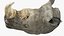 Adult Rhino Head Fur