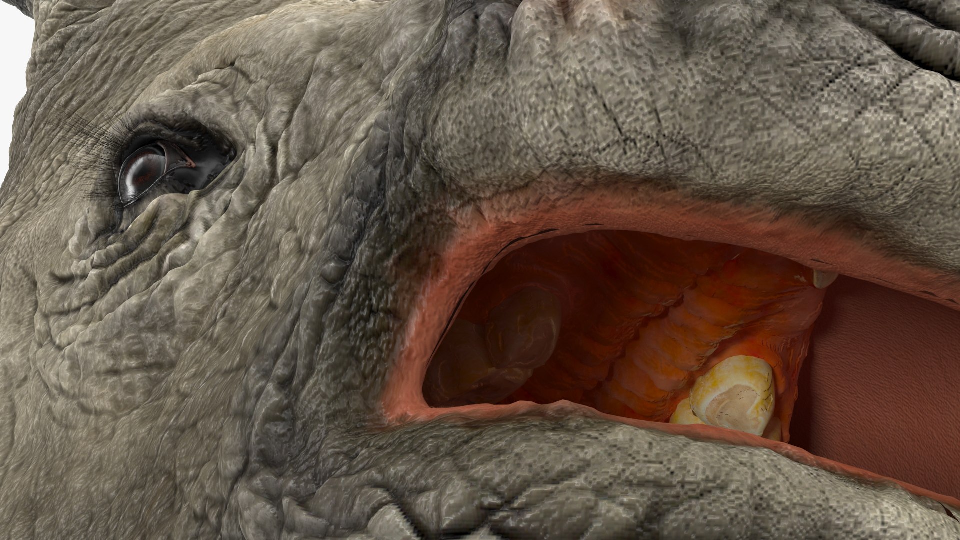 adult rhino head fur 3D model https://p.turbosquid.com/ts-thumb/KH/LXPIBp/g8Jkb0t4/adultrhinoheadfurmb3dmodel011/jpg/1609941827/1920x1080/fit_q87/50c4da275177d8557c6ad7e6c4cec5b4afadab7b/adultrhinoheadfurmb3dmodel011.jpg