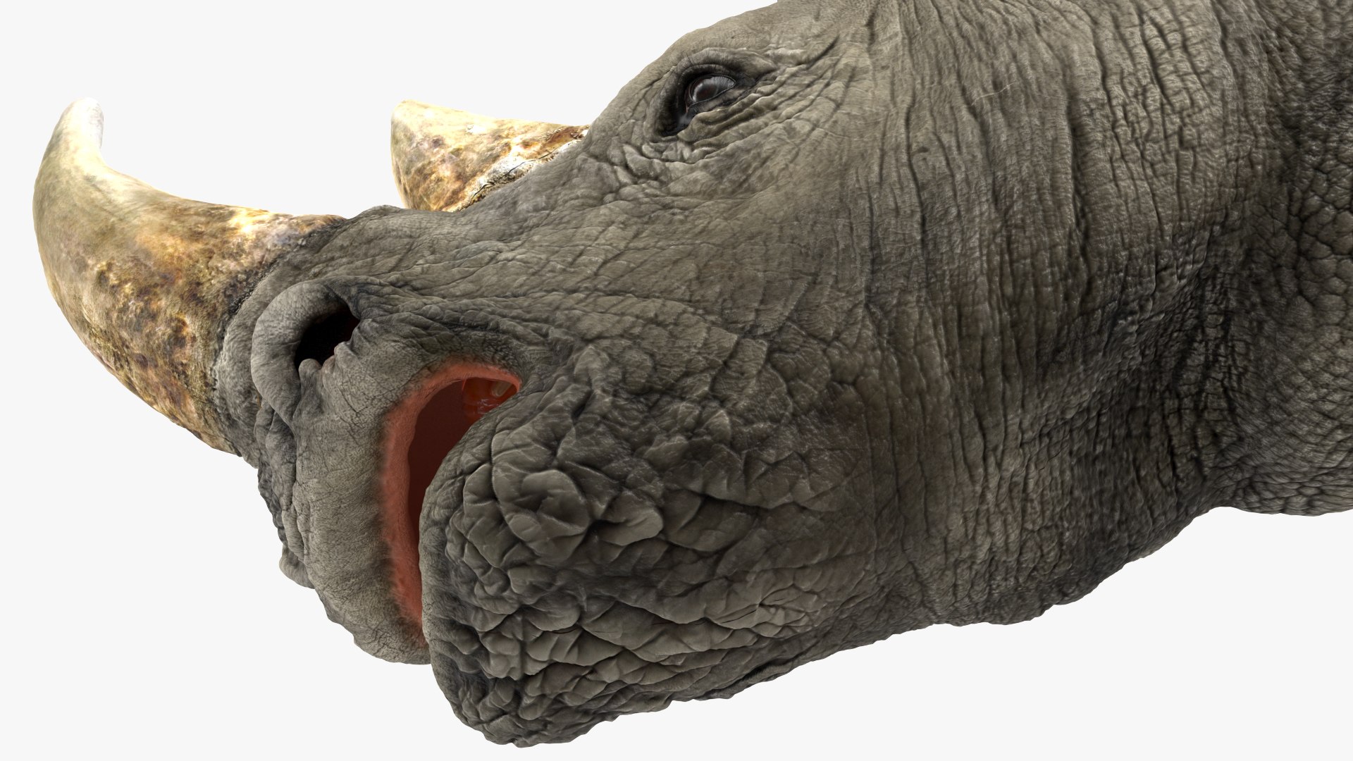 adult rhino head fur 3D model https://p.turbosquid.com/ts-thumb/KH/LXPIBp/iN0mESES/adultrhinoheadfurmb3dmodel009/jpg/1609941820/1920x1080/fit_q87/0cf39ac2ee663333849a32f116080469ae92564f/adultrhinoheadfurmb3dmodel009.jpg