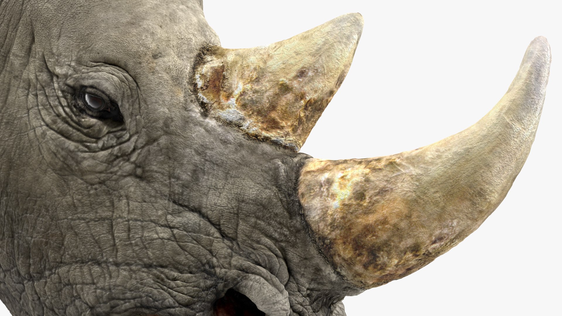 adult rhino head fur 3D model https://p.turbosquid.com/ts-thumb/KH/LXPIBp/tdEU0XG8/adultrhinoheadfurmb3dmodel006/jpg/1609941809/1920x1080/fit_q87/449c7c238d97cae4523dc7670341fccd5731b7a7/adultrhinoheadfurmb3dmodel006.jpg