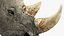 Adult Rhino Head Fur