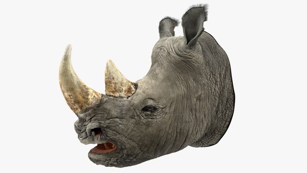 Rhino Head