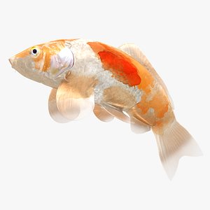 Japanese Carp Fish Rigged L1704 3D model