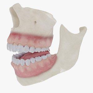 Teeth Gums and Bones
