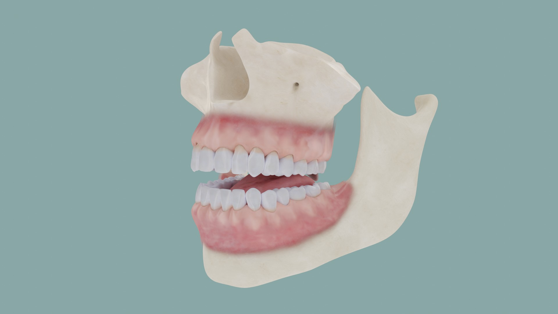 3D Mouth Bones Gums Anatomy Model - TurboSquid 1534221