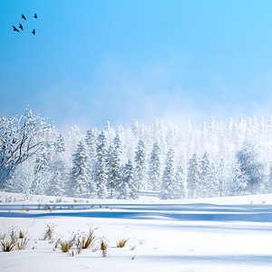 Winter Trees