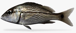 tomtate grunt 3D model