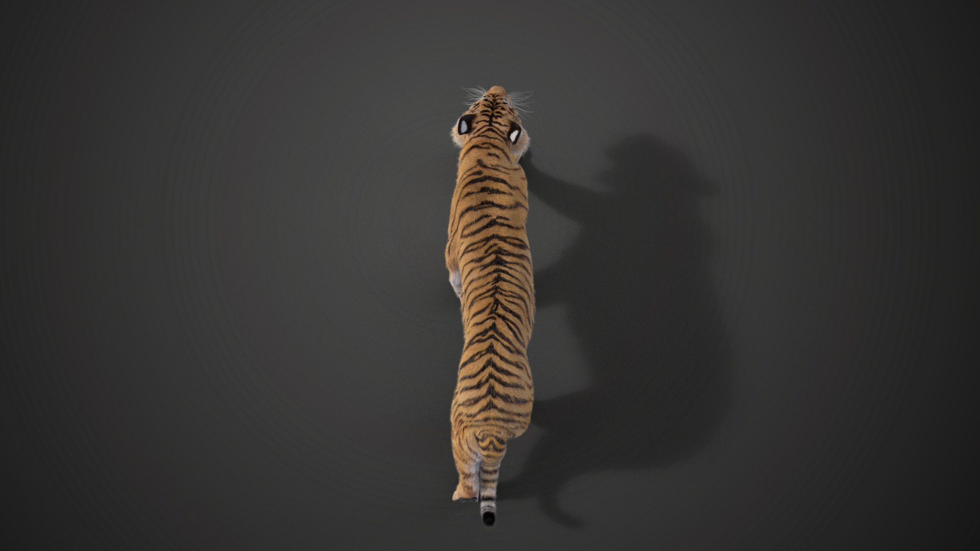 Siberian tiger - 3D model by Sarma (@mpotran) [7e49ec0]