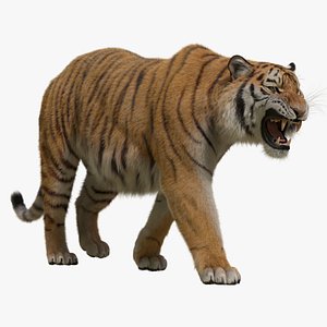 Siberian Tiger Animated 3D model