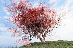 3D Maple tree 01 model