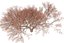 3D Maple tree 01 model