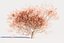 3D Maple tree 01 model