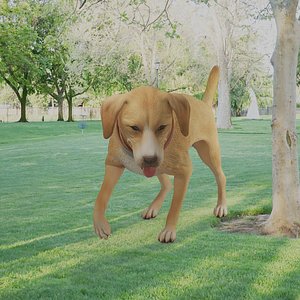 3D Labrador Retriever
