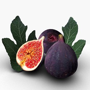Fig 3D model