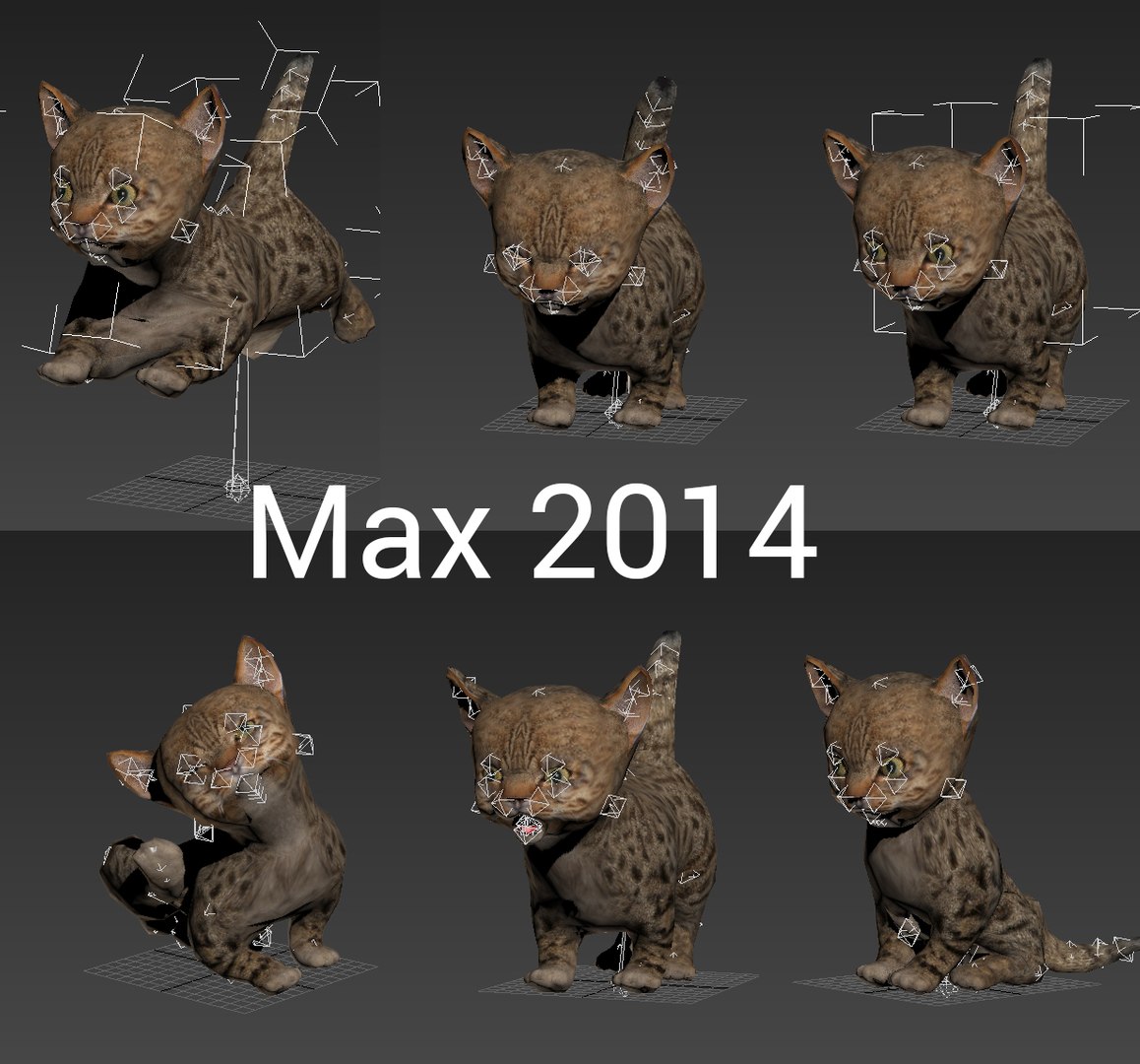 Cute Cat Animation 3D Model - TurboSquid 1219526