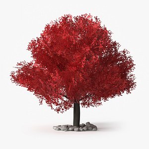 LowPoly Japanese Maple Tree with Mulch and Stones