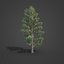 Collezione 2021 PBR Ginepro Rosso - Juniperus Virginiana