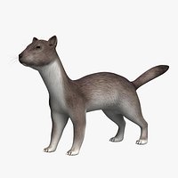 Ermine