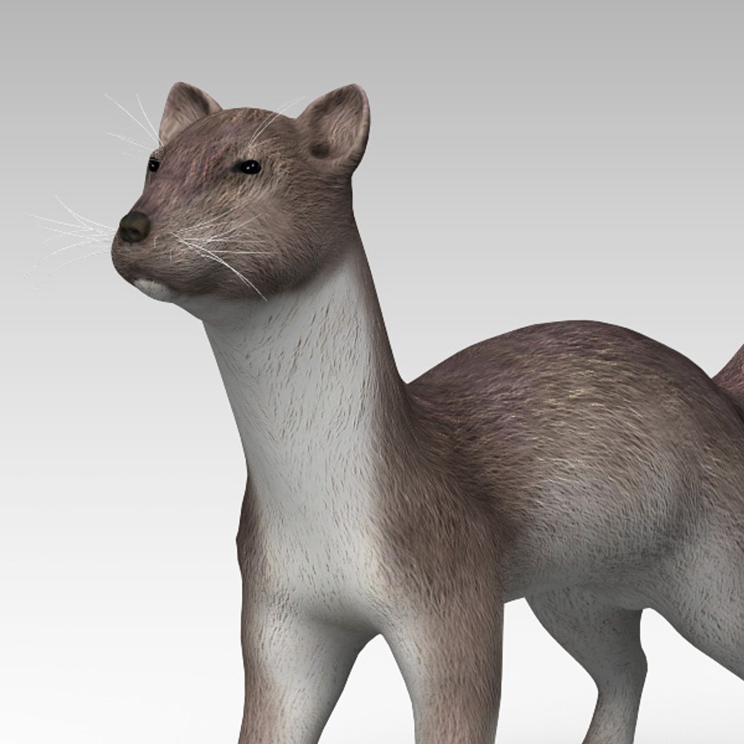 ermine max https://p.turbosquid.com/ts-thumb/KI/UkJpxa/5ogkELfn/ermine_obj6/jpg/1373200715/1920x1080/fit_q87/60994caf66ea94b69be5cc9a2a9a5aef73096a13/ermine_obj6.jpg