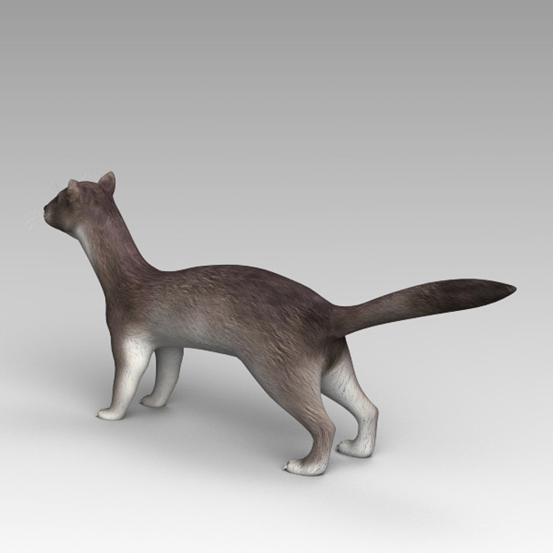 ermine max https://p.turbosquid.com/ts-thumb/KI/UkJpxa/wJbIALbr/ermine_obj4/jpg/1373200696/1920x1080/fit_q87/b4c9308030535050c97cdbf02996a9039838b453/ermine_obj4.jpg