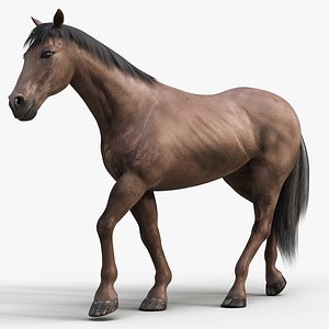 Horse PRO  Dark Brown