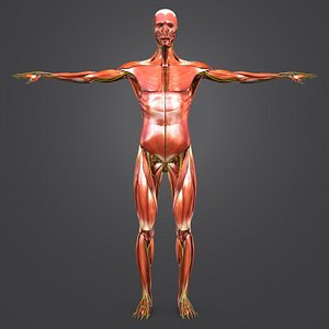 3D body natural muscles nerves