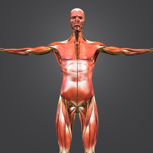 3D body natural muscles nerves - TurboSquid 1319727