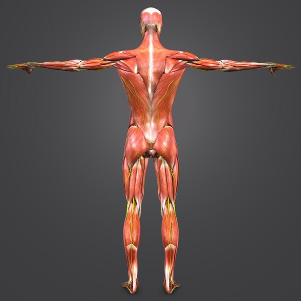 3D body natural muscles nerves - TurboSquid 1319727