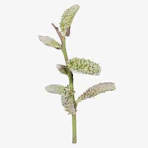 Salix Atrocinerea Brot Grey Willow Salicaceae Sprout Remastered model