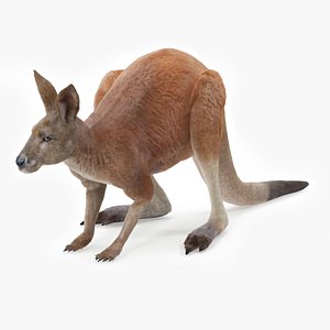 3D Kangaroo Stands on Four Paws Fur