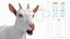 Goat Saanen Breed Rigged
