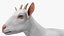 Goat Saanen Breed Rigged