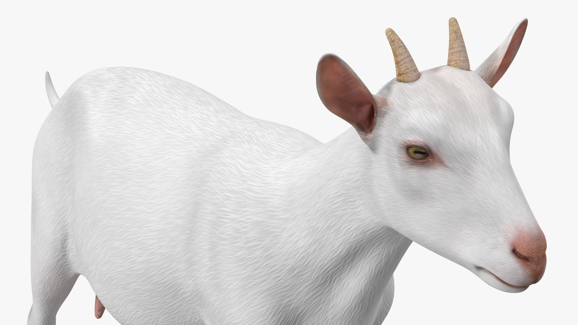 Goat Saanen Breed Rigged 3D model https://p.turbosquid.com/ts-thumb/KI/gNuY1G/bd/goatsaanenbreedrigged3dmodel014/jpg/1669204154/1920x1080/fit_q87/69e261fcaa247cc54a4eb12c0d580cb211bd47e6/goatsaanenbreedrigged3dmodel014.jpg