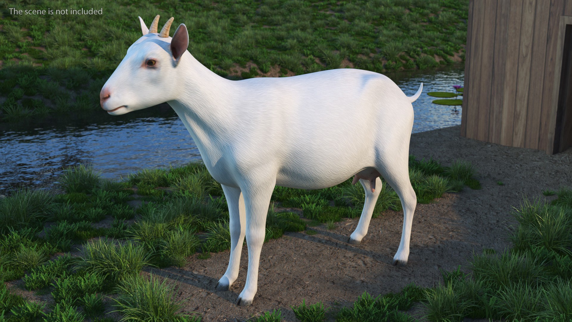 Goat Saanen Breed Rigged 3D model https://p.turbosquid.com/ts-thumb/KI/gNuY1G/eW/goatsaanenbreedrigged3dmodel005/jpg/1669204123/1920x1080/fit_q87/2fb894ca9b4e0a4e7ca4ea8849be3e0083bf63cb/goatsaanenbreedrigged3dmodel005.jpg