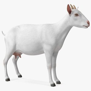 Goat Saanen Breed Rigged 3D model
