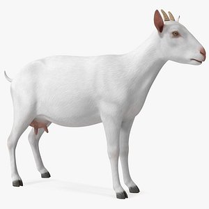 Goat Saanen Breed Rigged