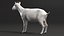 Goat Saanen Breed Rigged