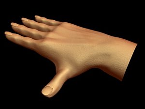 3d model hand limb